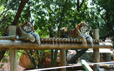 A Day Out with your Little Travellers