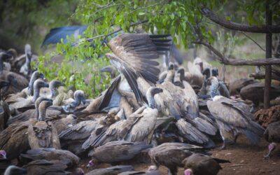 Why Feed The Vultures?The Conservation Story Behind A Victoria Falls Routine